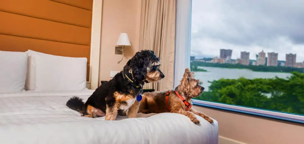 Discover the Joys of Pet-Friendly Condos for You and Your Furry Companions