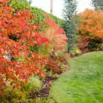 Seasonal Transitions: Preparing Your Lawn for Spring, Summer, Fall, and Winter