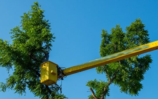 Five Effective Marketing Strategies to Boost Your Tree Service Business